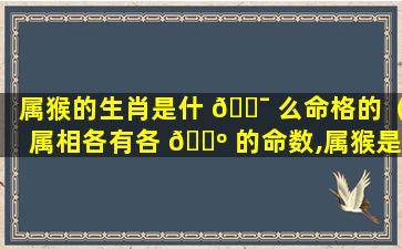 属猴的生肖是什 🐯 么命格的（属相各有各 🌺 的命数,属猴是什么命）